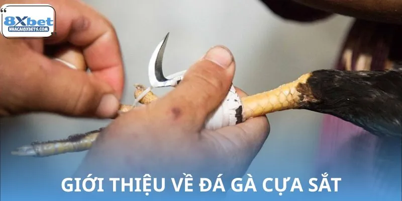 Đá gà cựa sắt là sân khấu khốc liệt của những chiến kê thép